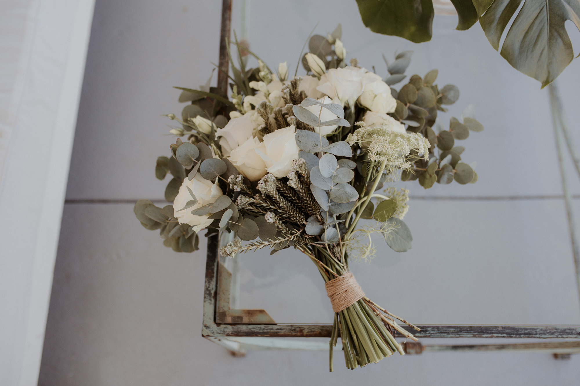 Protea Suppliers